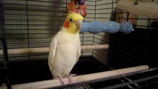 Happy Cockatiel dancing to fiddle music [upl. by Hoag]