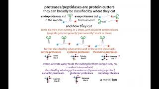 Enzyme types recognizing types of reactions catalyzed amp protease mechanisms [upl. by Ivy]