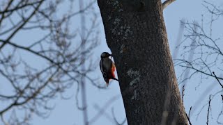 Leitz Canada Leica 280mm f48 Telyt II video test Great spotted woodpecker in slowmotion [upl. by Donald]