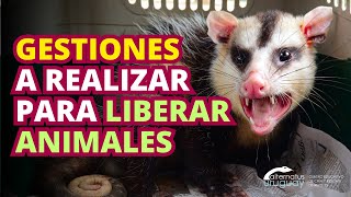 Gestiones a realizar en Uruguay para liberar animales silvestres rescatados [upl. by Valdemar993]