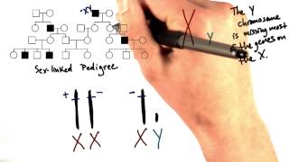 Sex Chromosomes vs Autosomes  Tales from the Genome [upl. by Sheets172]