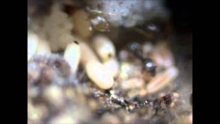 Lasius alienus [upl. by Nitsirhc145]