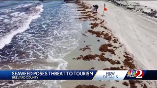 Massive sargassum seaweed bloom threatens Central Florida beaches [upl. by Felicie15]