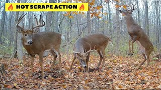 WICKED Whitetail Buck Scrape Action  Trail Cam Videos [upl. by Biron]