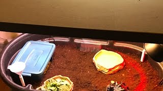 Open Air Tortoise Habitat Set Up [upl. by Haggerty]