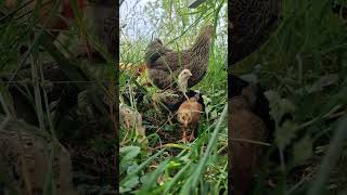 😘🐥 Integration von Küken in Hühner Truppe dank Glucke Malin geglückt 🥰 Shorts Naturbrut Henne [upl. by Ahsenahs464]