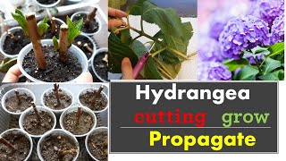 How to propagate hydrangeas from cuttings Grow [upl. by Eiroc]