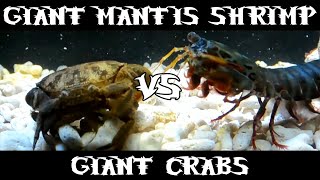 Giant Smashing Mantis Shrimp VS Giant Crabs [upl. by Shieh]