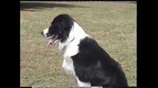 Stripe  RIP Memorial Tribute for our Border Collie [upl. by Ithsav]