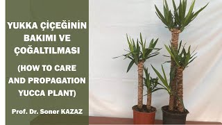 Yukka Çiçeğinin Bakımı ve Çoğaltılması How To Care Yucca Plant [upl. by Etoile]