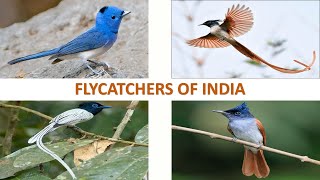 Flycatchers of India 🇮🇳  Birds  Indian Birds [upl. by Eanyl]