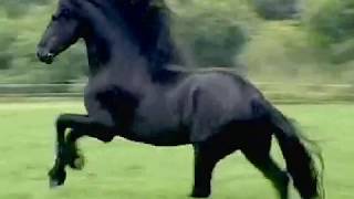 CAVALO PRETO  TONICO E TINOCO [upl. by Gill]