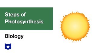 Photosynthesis Light Reactions  Biology [upl. by Demakis]