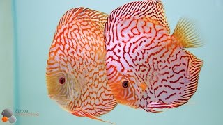 Checkerboard Discus Breeding Pairs [upl. by Aicenet]