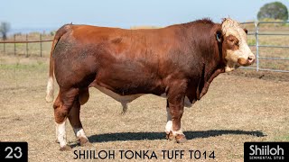 Lot 23  SHIILOH TONKA TUFF T014 [upl. by Ervin]