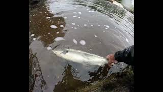 Salmon Fly Fishing Ireland late June 2024 [upl. by Yelyab]