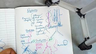 DNA REPLICATION in PROKARYOTES in easiest way part 2 [upl. by Ytirahc]