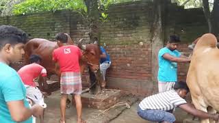 Big Cow Qurbani Bangladesh2017 Part3 [upl. by Iphagenia]