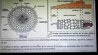 تتمت تمارين mécanismes dabsorption de l eau et les sels minéraux [upl. by Einwahr616]