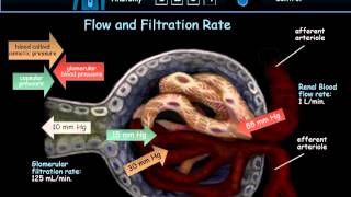 Urinary System [upl. by Dnivra]