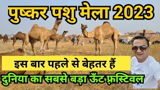 pushkar mela 2023  pushkar camel fair 2023  pushkar pashu mela  camel ground pushkar [upl. by Stent]