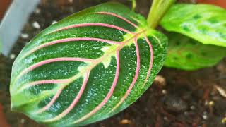 Maranta leuconeura Fascinator is being grown up with Lemon Lime [upl. by Fakieh]