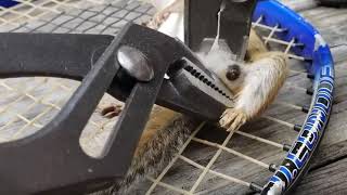 Botfly removal in Squirrel [upl. by Canon]