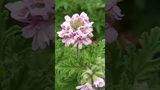 Pelargonium graveolens  Rose Geranium  🌸 Pelargonia pachnąca nature flowers vlog [upl. by Nahsyar]