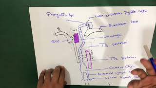 Thoracic Duct Anatomy [upl. by Truitt]