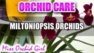 Orchid Care  Miltoniopsis Orchids [upl. by Islaen206]