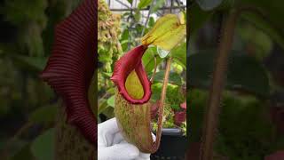 Item Short BE4603  N rajah x veitchii Gold Rush  seed grown  New Introduction nepenthes [upl. by Erlewine653]