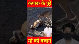 अजगर ने किया कंगारू पर हमला तो मां को बचाने पहुंच गया बच्चा shorts kangaroo [upl. by Yetnruoc474]