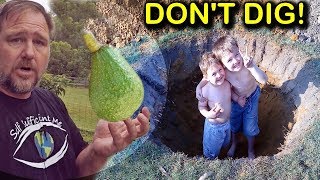 How to Grow amp Plant Avocado Trees in Poor Drainage or Clay Soil [upl. by Burleigh]