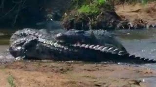 Crocodile Does Death Roll on Another Crocs Tail [upl. by Nivk]