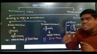 Anatomy of flowering plants plant tissue [upl. by Elmina]