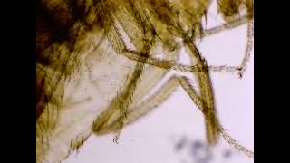 Drosophila Fruit fly under the microscope [upl. by Rats]