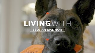 ALL ABOUT LIVING WITH THE BELGIAN MALINOIS [upl. by Sugihara270]