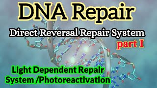 Light Dependent DNA Repair  Photoreactivation  DNA Repair [upl. by Veriee]