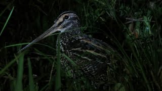 Narcejão  Gallinago undulata  Giant Snipe [upl. by Nneb]