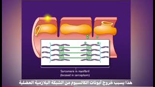 excitation contraction coupling [upl. by Erimahs]