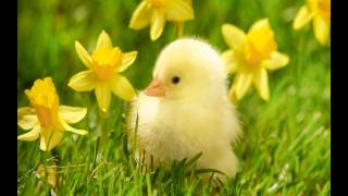 Springtime Springtime Here We Go Lyrics with Song  Nursery Rhymes  EnglishOfficial [upl. by Weinstein]