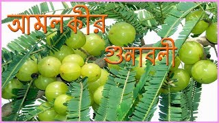 Benefit of Amla Amlokir upokarita  আমলকির গুনাগুন [upl. by Eimac450]