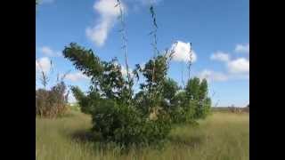 Plantio de bambu gigante  Dendrocalamus Asper sítio bambuaçu [upl. by Tufts]