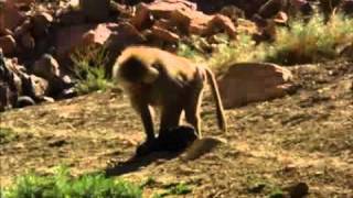 Baboons kidnap and raise feral dogs as pets [upl. by Ruthy]