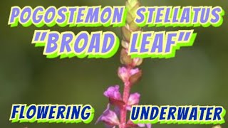 Underwater Flowering of Pogostemon Stellatus Broad Leaf  History Similar Plants amp Some Care Info [upl. by Frisse]