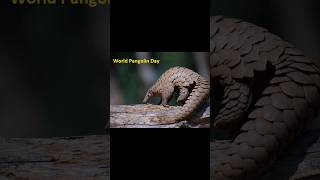 Happy World Pangolin Day 🌎 💓 ♥ pangolin pangolins [upl. by Vogeley]