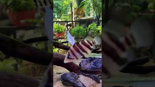 The best algae eater American flagtail fish fishkeeping monsteraquarium [upl. by Eloc]