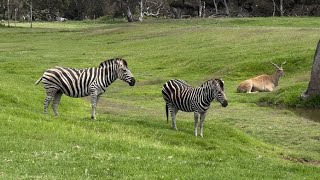 WERRIBEE open range Zoo [upl. by Tselec576]