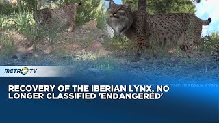 Recovery Of The Iberian Lynx No Longer Classified Endangered [upl. by Einahc285]