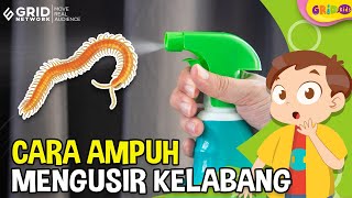 4 Cara Ampuh Mengusir Kelabang Hewan Kecil Menakutkan [upl. by Stag]